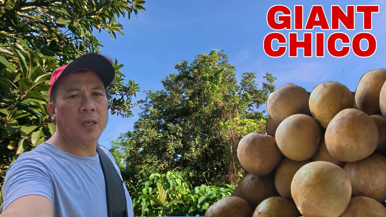 CHICO NA SINLAKI NG PATATAS | Biyaherong Batangueno