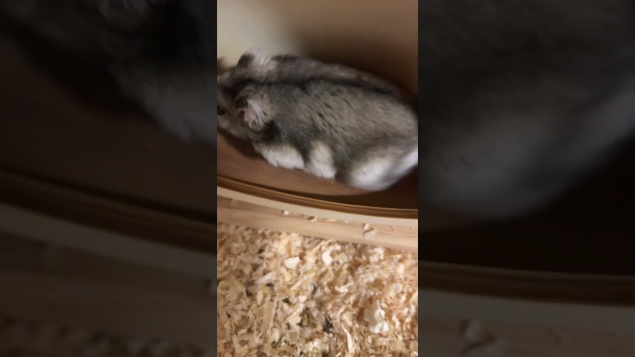 Alvin the hamster ✨ sorry for not posting in a long time 😅