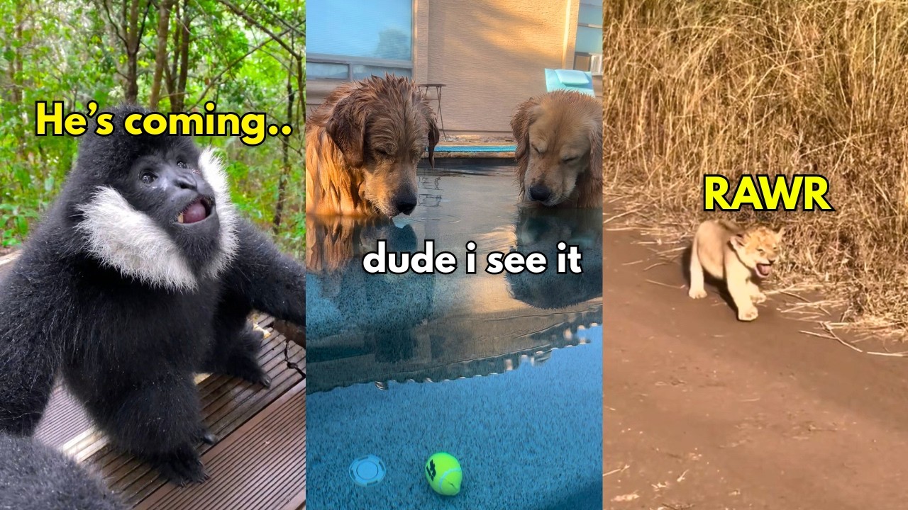 Funny Animal Voiceovers (2025)