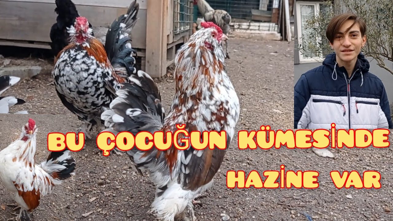 Bu Yaşta İspenç Horozları ve Denizli Horozu yetiştiriyor. Gördes/Manisa.