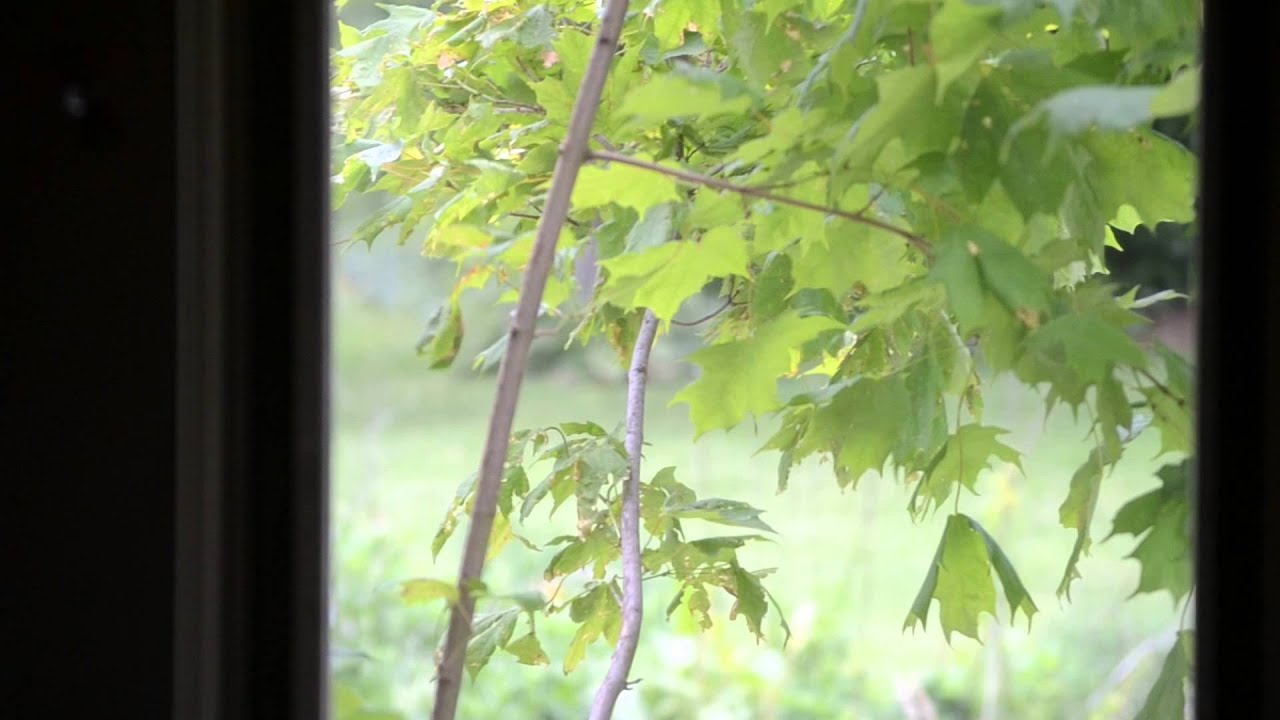 Annoying bird hitting window.