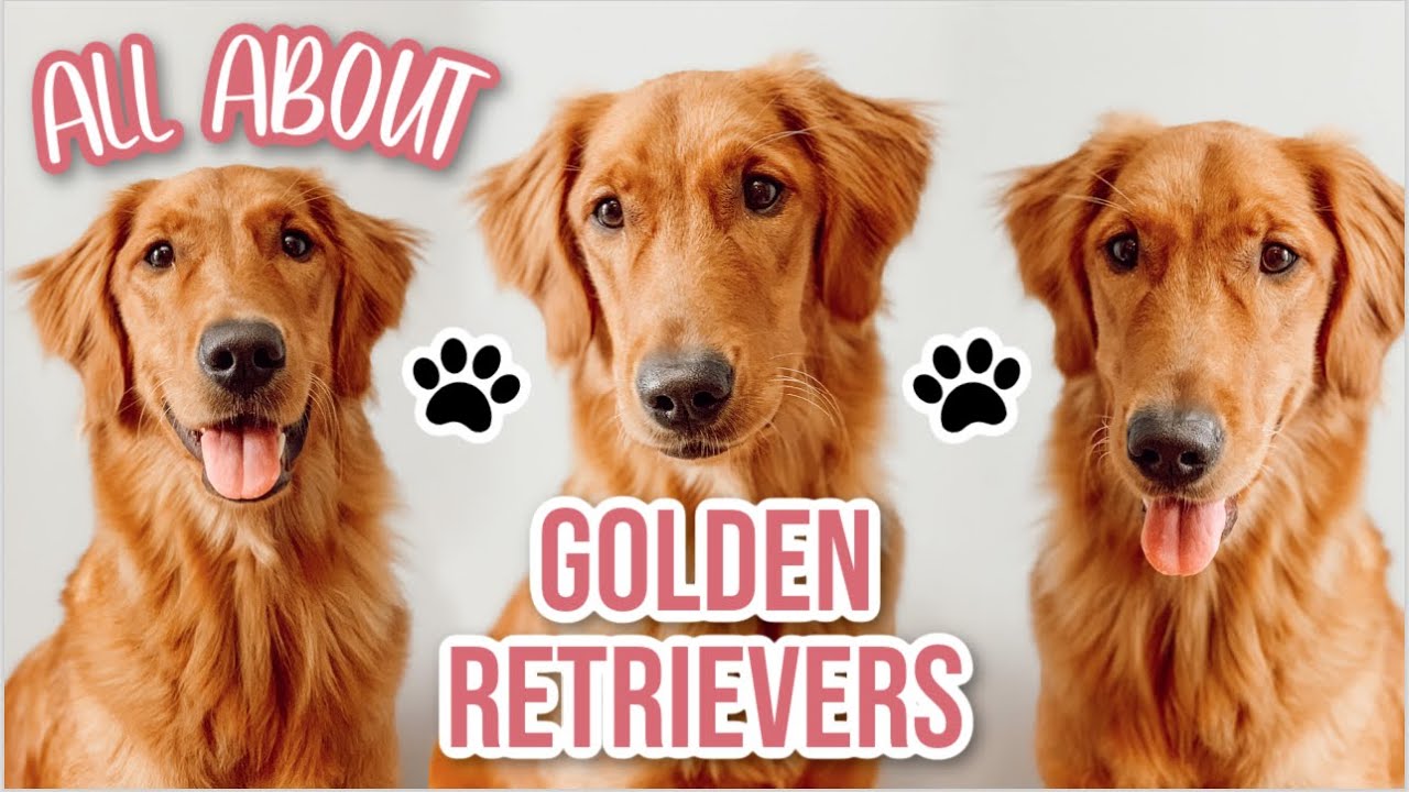 All About Golden Retrievers: Appearance, Hobbies, Personality, Size, Traits + Comparing Larsey