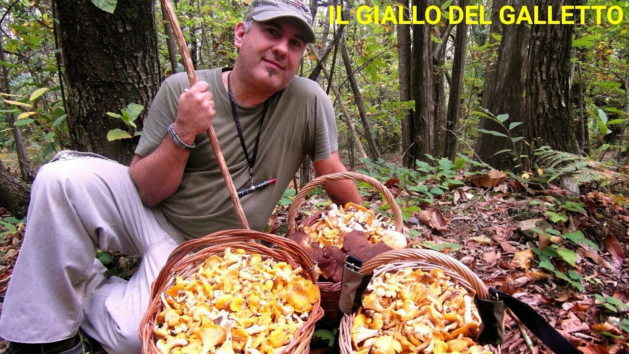 IL GIALLO DEL GALLETTO (macinetor)