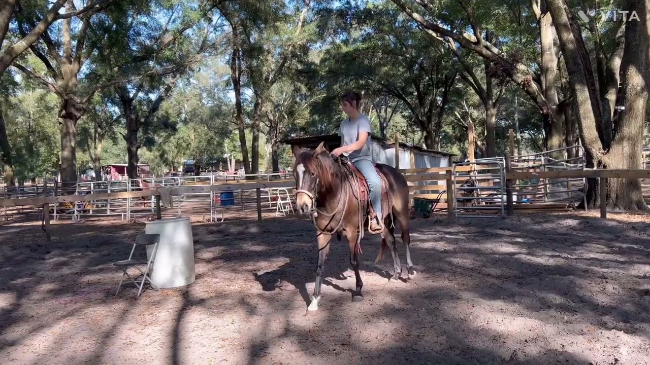 Whinny First Time with the Saddle