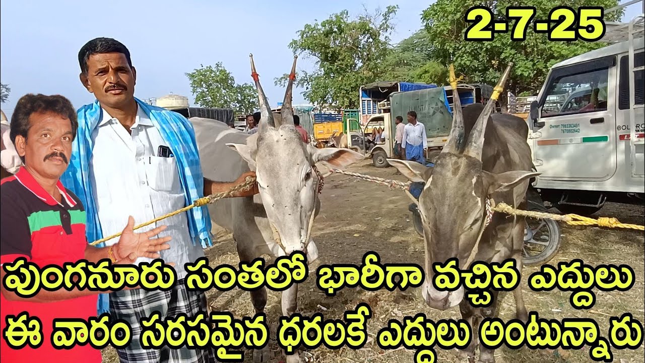 Punganur Bulls market every Wednesday ఇక్కడ రేట్లు చాలా తక్కువ క్వాలిటీ ఎద్దులు  #rktelugutravaller