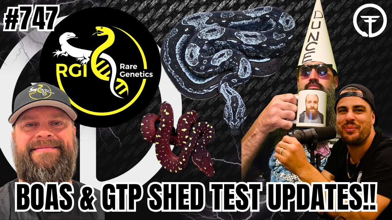 Boas & Green Tree Python Shed Test Updates With Rare Genetic Inc!