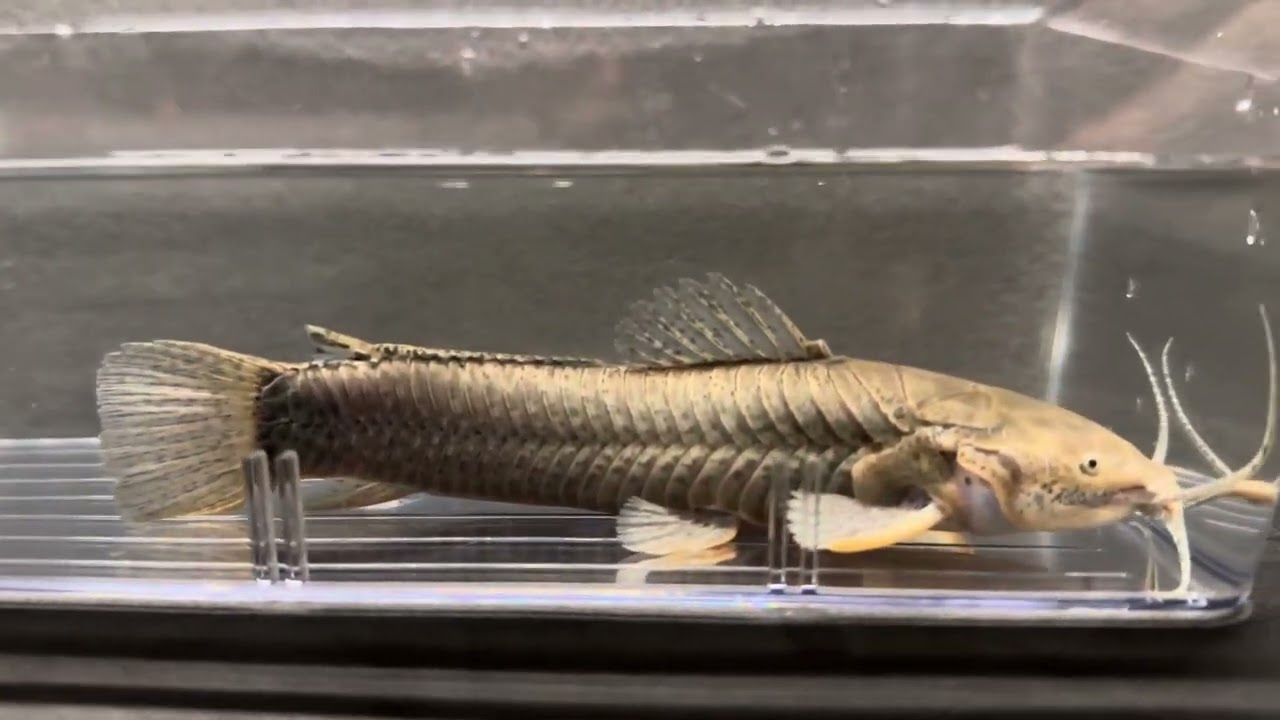Callichthys&nbsp;callichthys