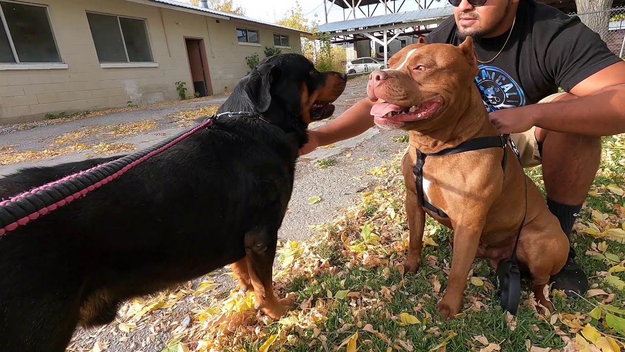 Rottweiler Vs Razor Edge Bully Pit