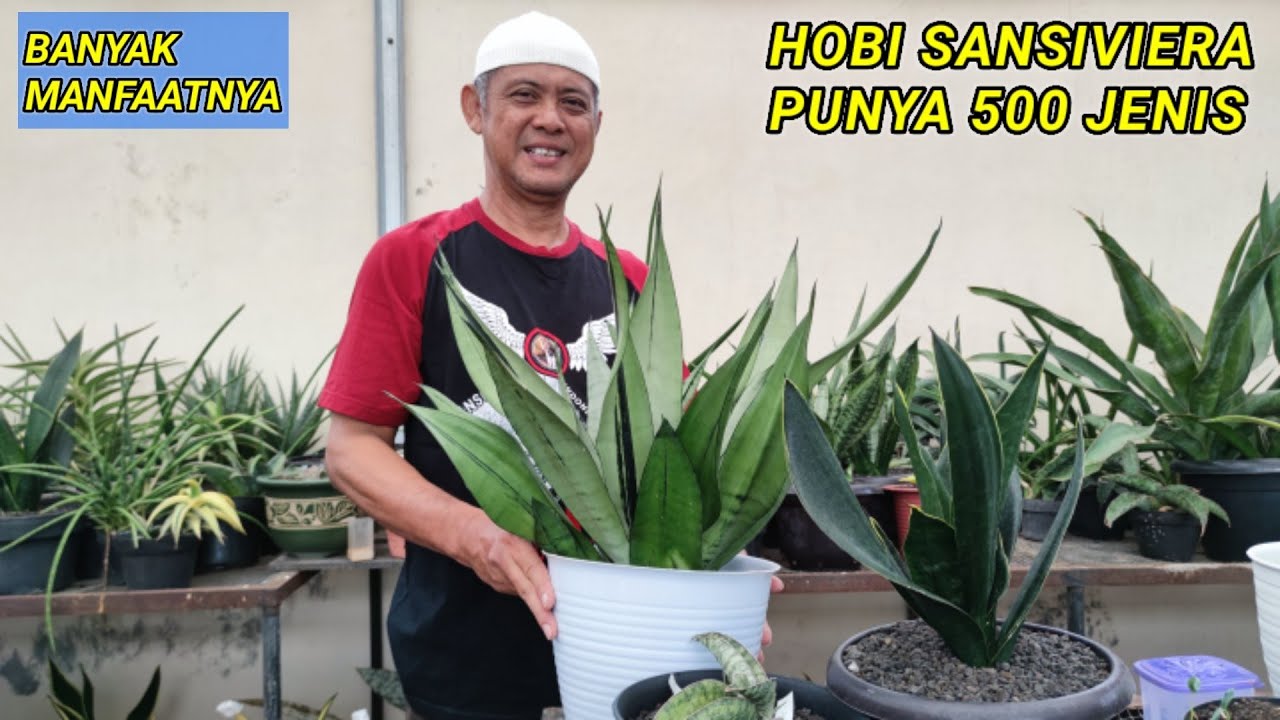 SANSIVIERA LANGKA ADA DI LAMPUNG [ DIM'S SANSEVEIRIAS ]