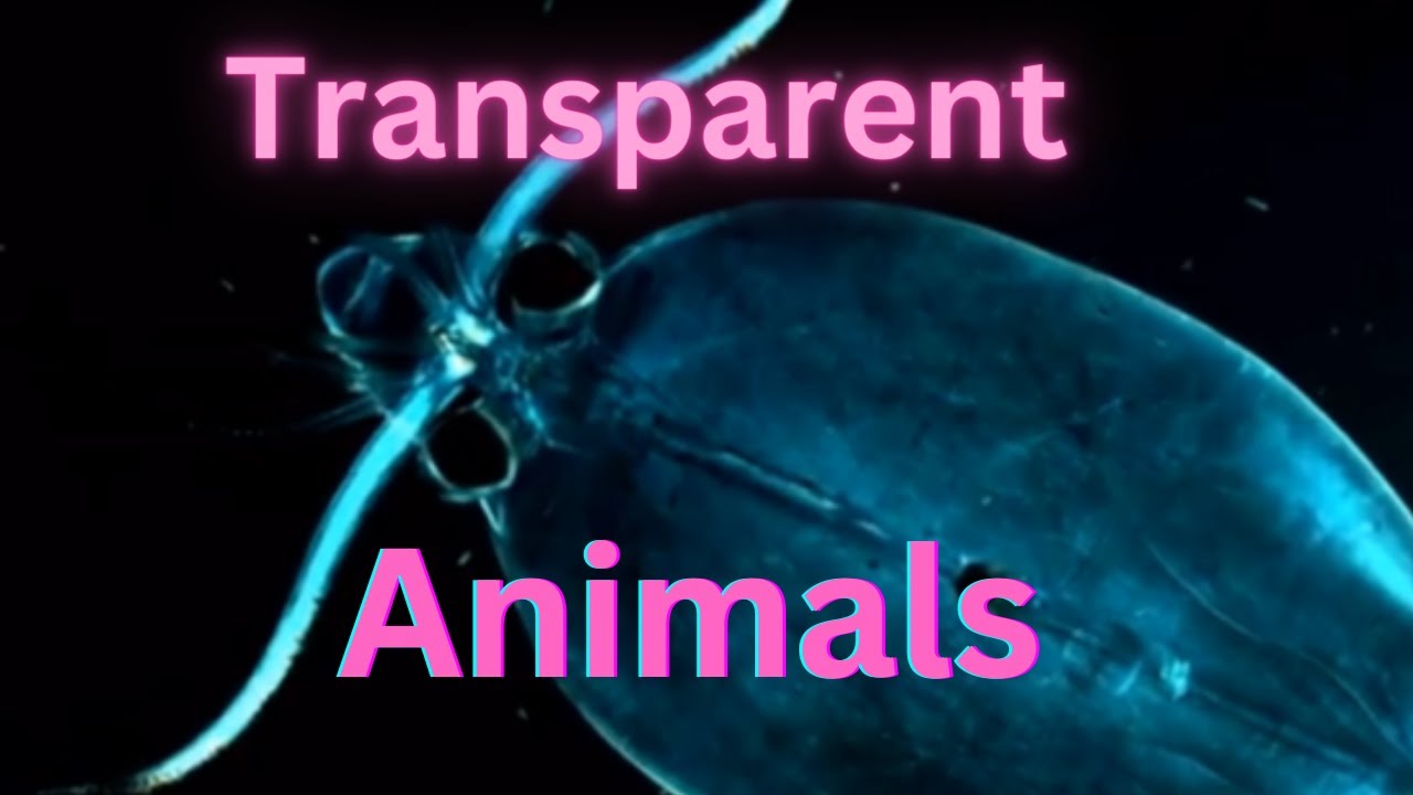 transparent animals