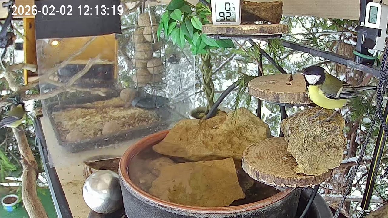 Ruhiger Mittag am Vogel-Spa (02.02.2026)