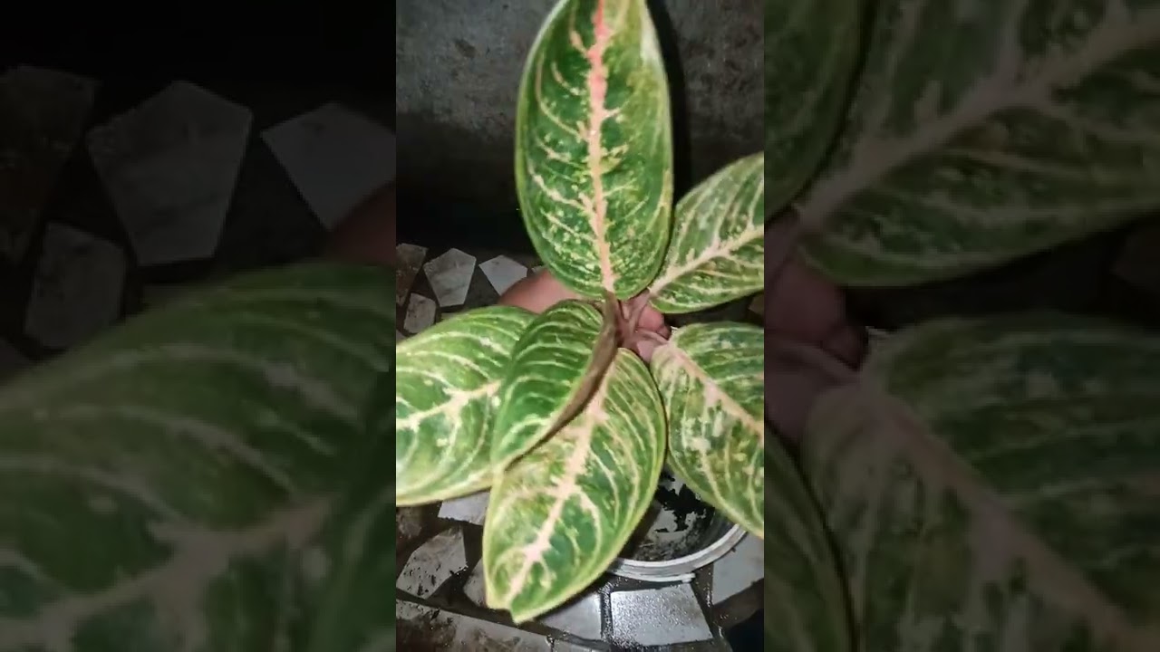 Aglonema madam suroyo mutasi