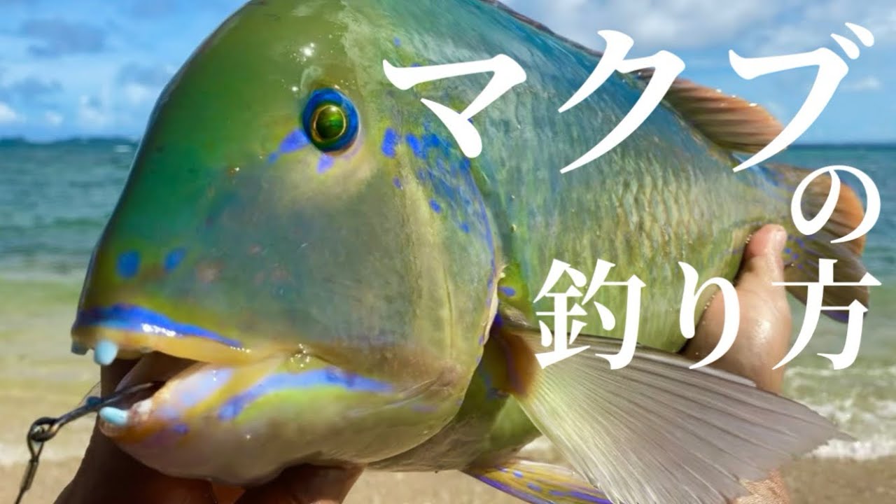 【沖縄釣り】高級魚マクブの釣り方を徹底解説！