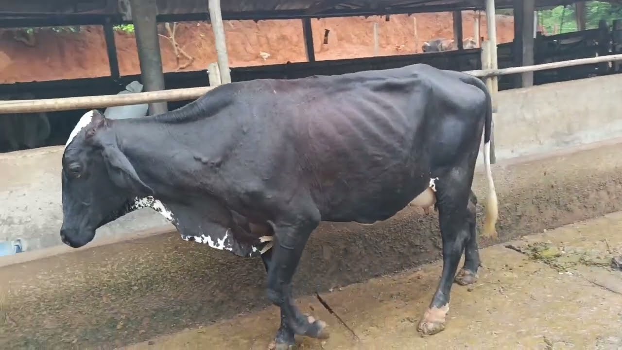 Vacas a venda .