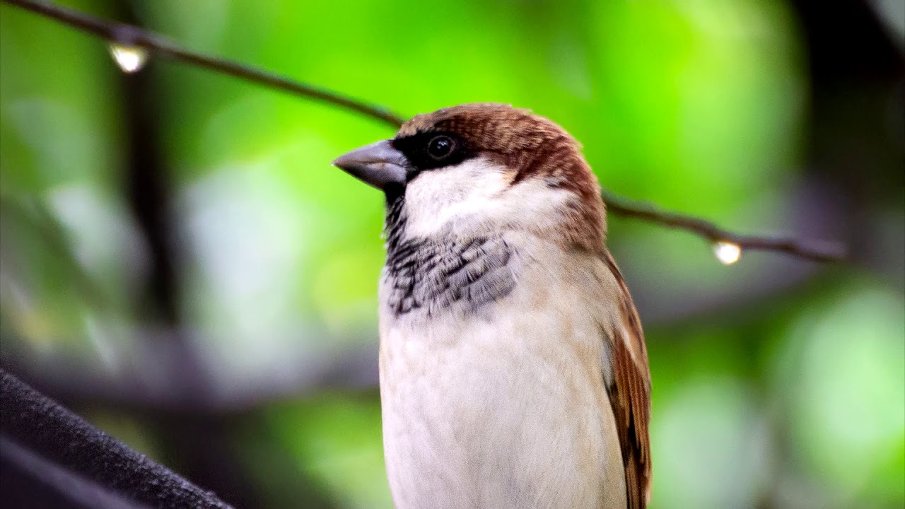 Nikon D7200 Wildlife