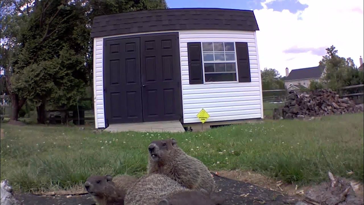 OMG Another Baby - Chibbles!