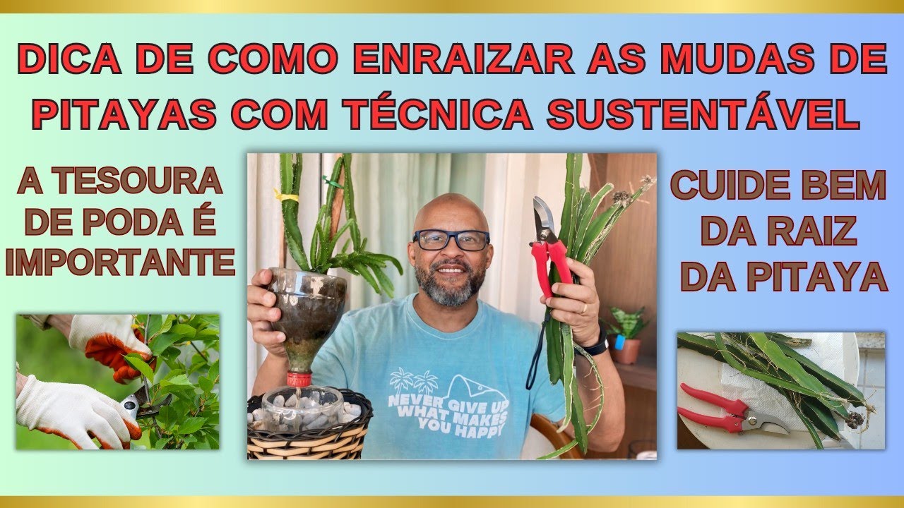 DICAS DE COMO ENRAIZAR AS MUDAS DE PITAYA COM TÉCNICA SUSTENTÁVEL. A IMPORTÂNCIA DA TESOURA DE PODA