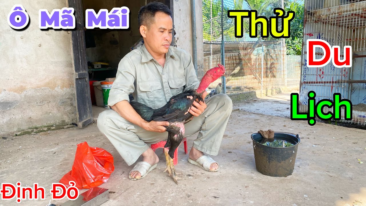 Cho Ô Mã Mái Thử Du Lịch Bơi 2 Vòng Hồ Và Bạn Hiếu Chăm Sóc Đàn Gà Nhiều Màu | Định Đỏ