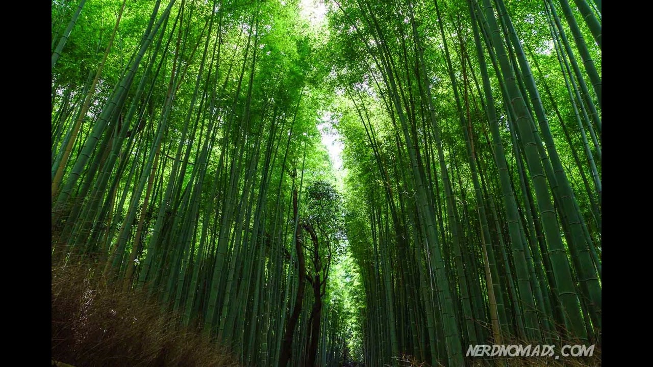 Lost in the Bamboo Forest (Original Piece by Mirage)