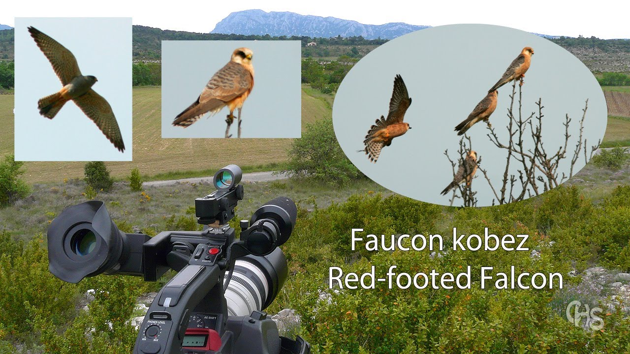 Le faucon Kobez (complet)