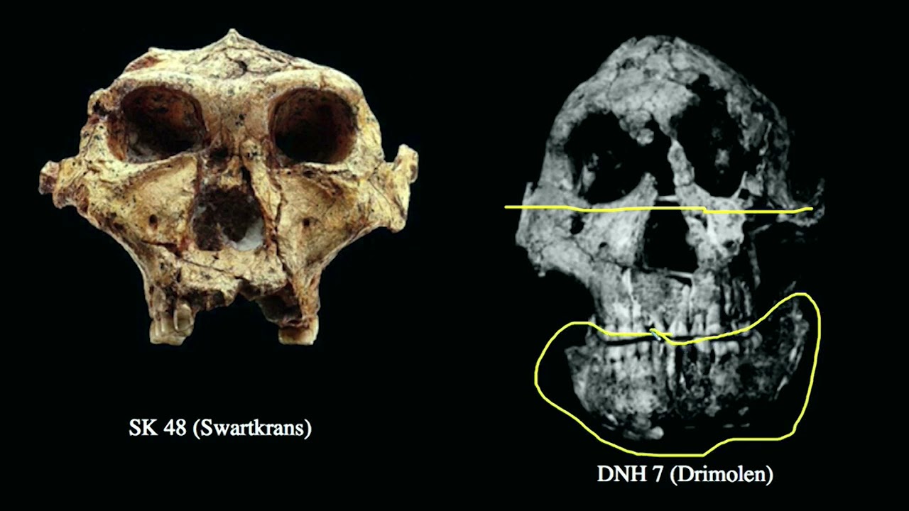 11 4 Australopithecus robustus