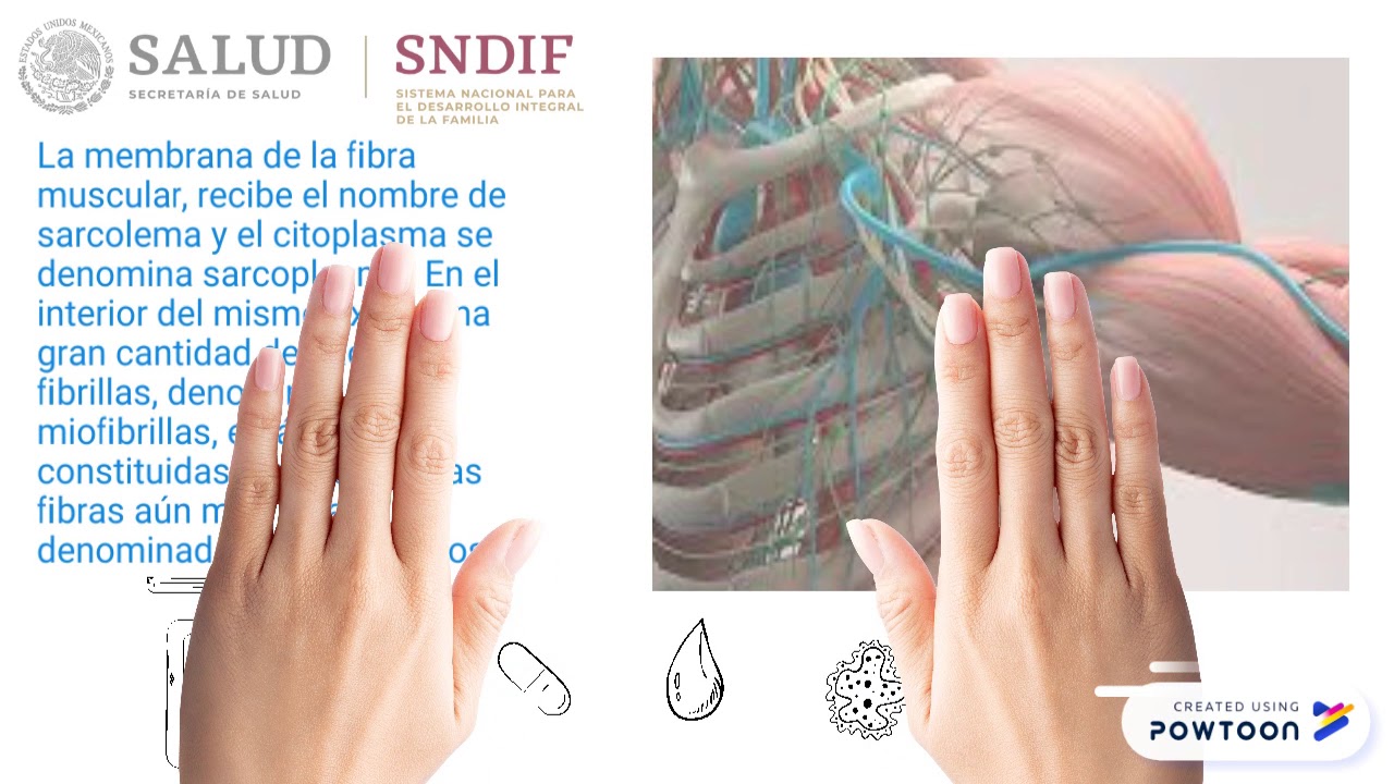 FISIOLOG&Iacute;A M&Uacute;SCULAR