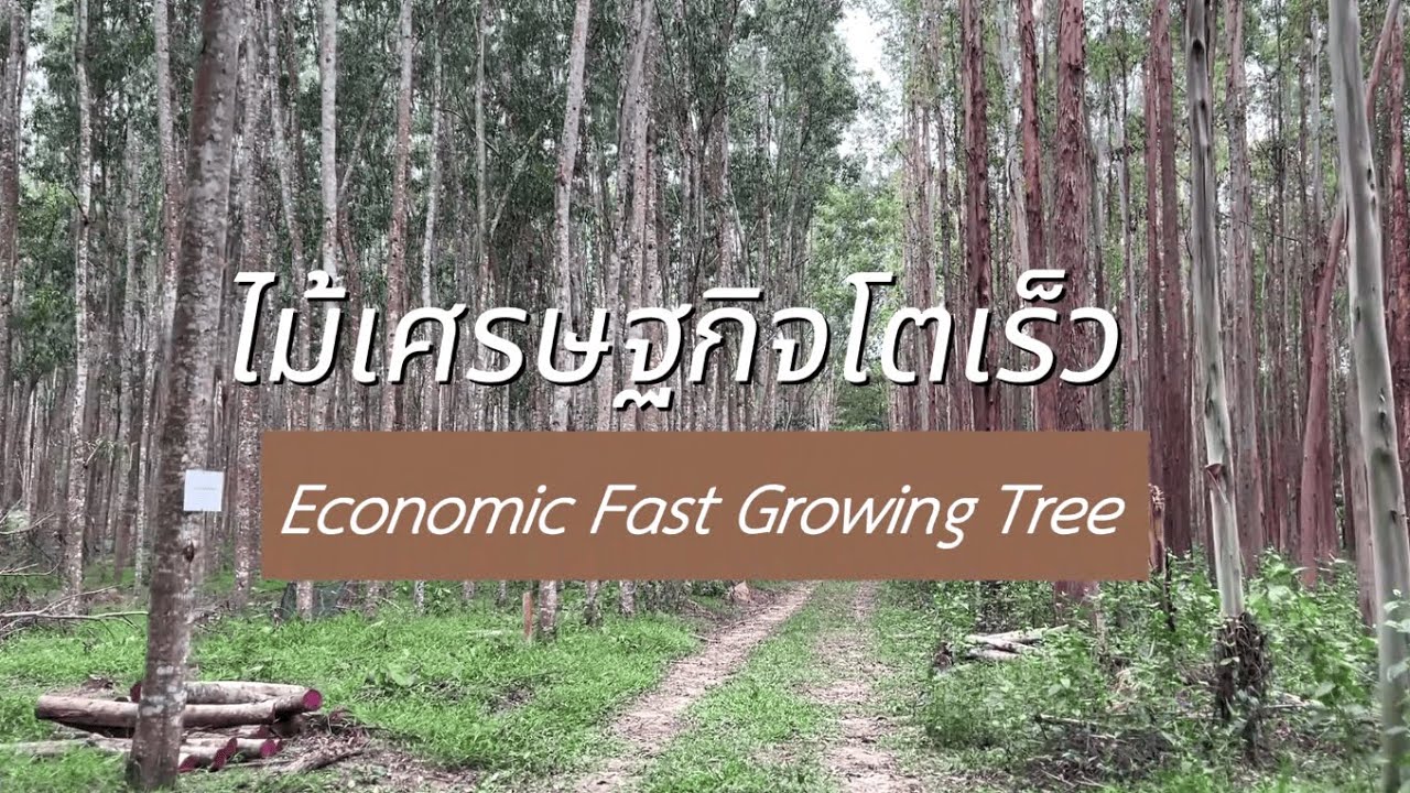 ไม้เศรษฐกิจโตเร็ว (Economic Fast Growing Tree)