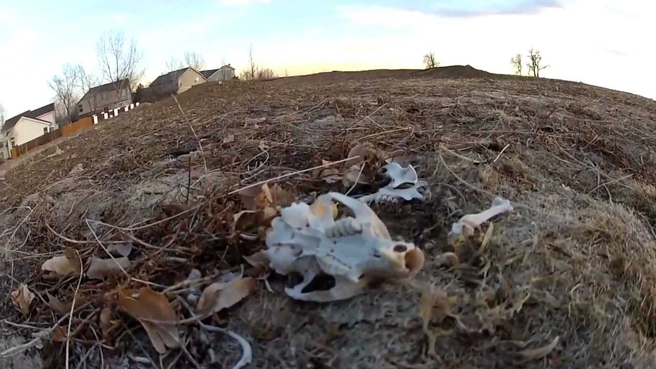 Hot Pursuit By Billy Askew