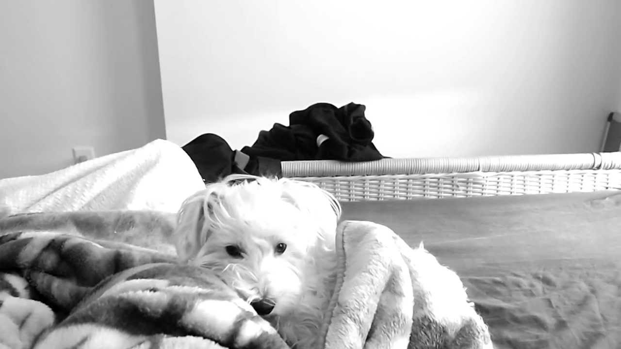 Shortest Short Film About A Dog Ever