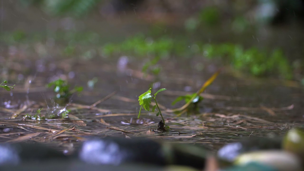 Rain Video Background, Free Footage, No Copyright, Animations, Stock Footage