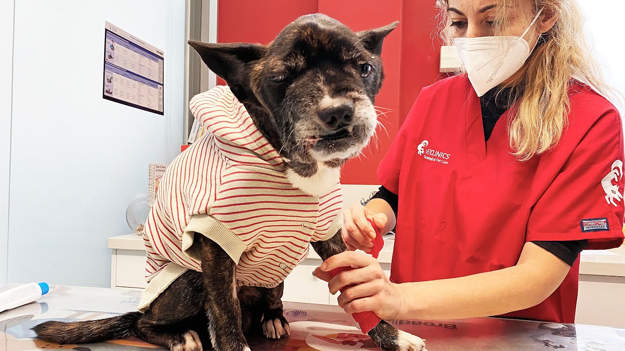 Dog with terminal illness says goodbye to the hospital