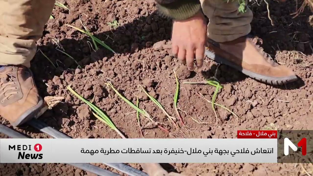 انتعاش فلاحي بجهة بني ملال - خنيفرة بعد تساقطات مطرية مهمة