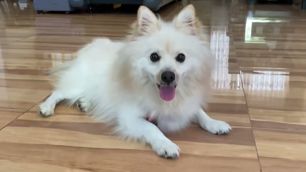 Spitz. Miniature Spitz. Country of origin: Germany.