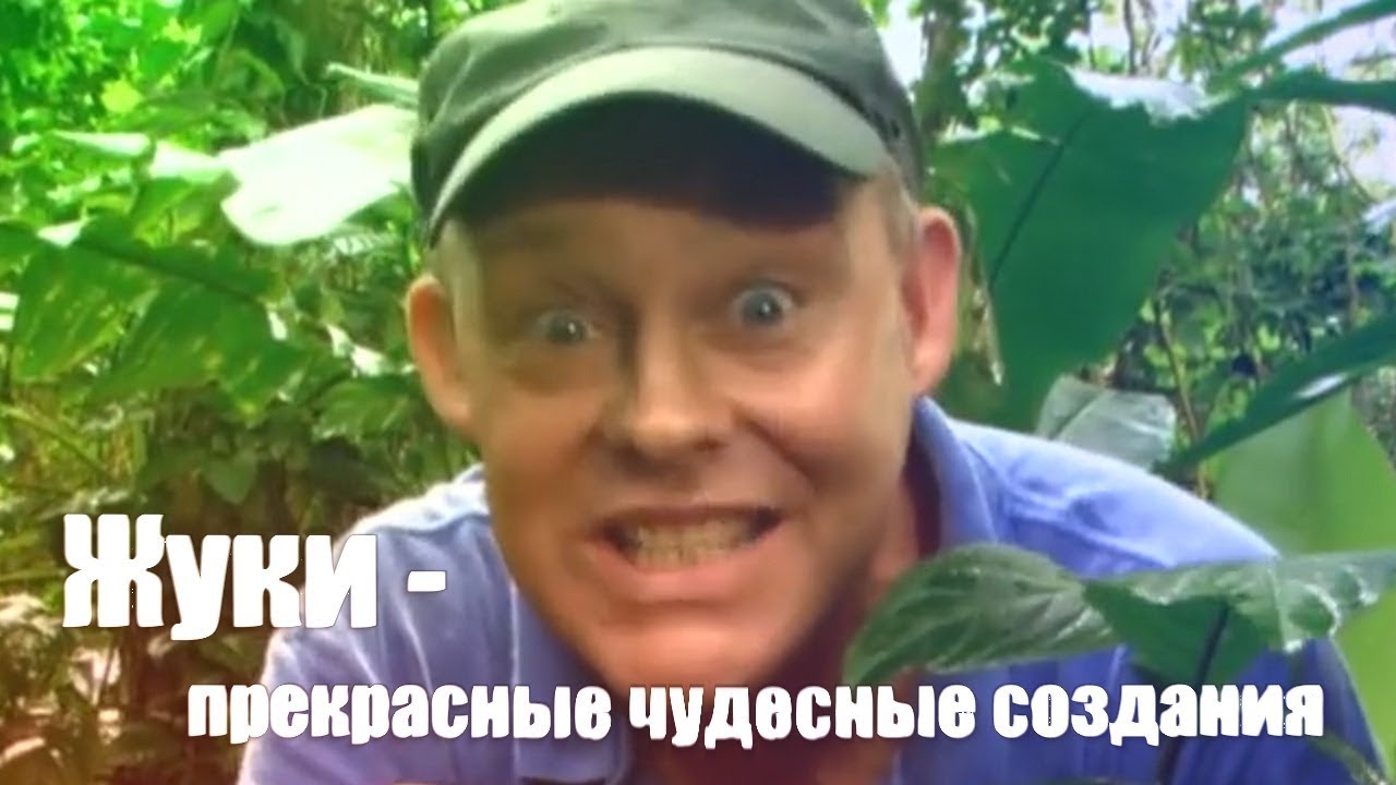 2. Жуки — прекрасные чудесные создания |  RYTP