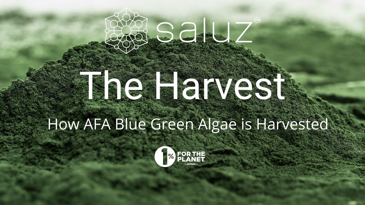 The Harvest: How AFA Blue Green Algae is Harvested