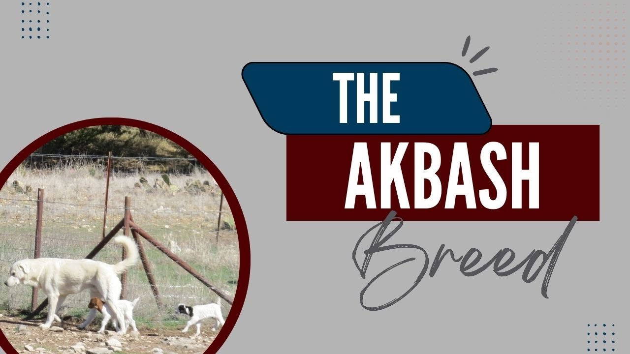 Порода Акбаш
