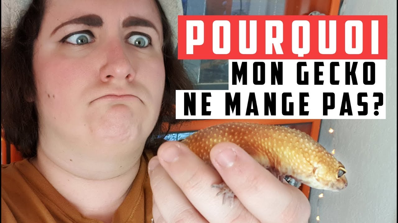 Mon gecko ne mange plus ! Les différentes raisons...