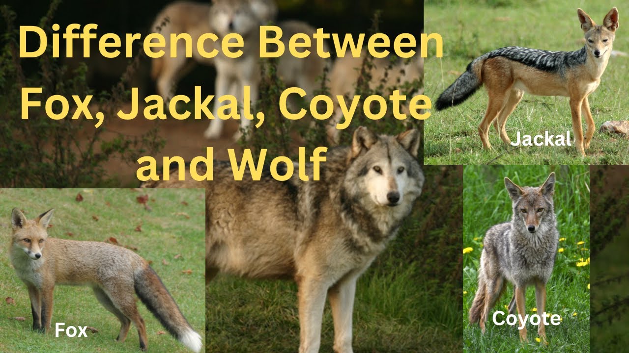 Difference Between Fox, Jackal, Coyote and Wolf