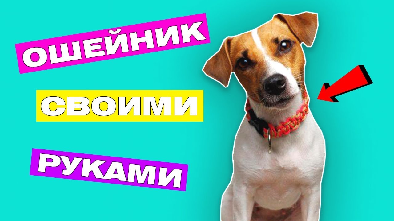 ОШЕЙНИК ДЛЯ СОБАКИ СВОИМИ РУКАМИ | 2 DIY идеи разных ошейников