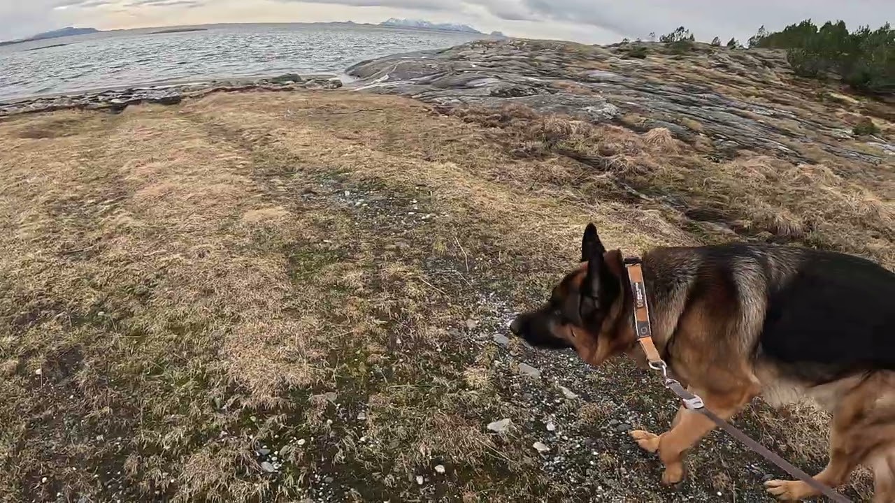 German shepherd on walk. Eros på tur.16.03.2026. Another one of you tubes most boring video.