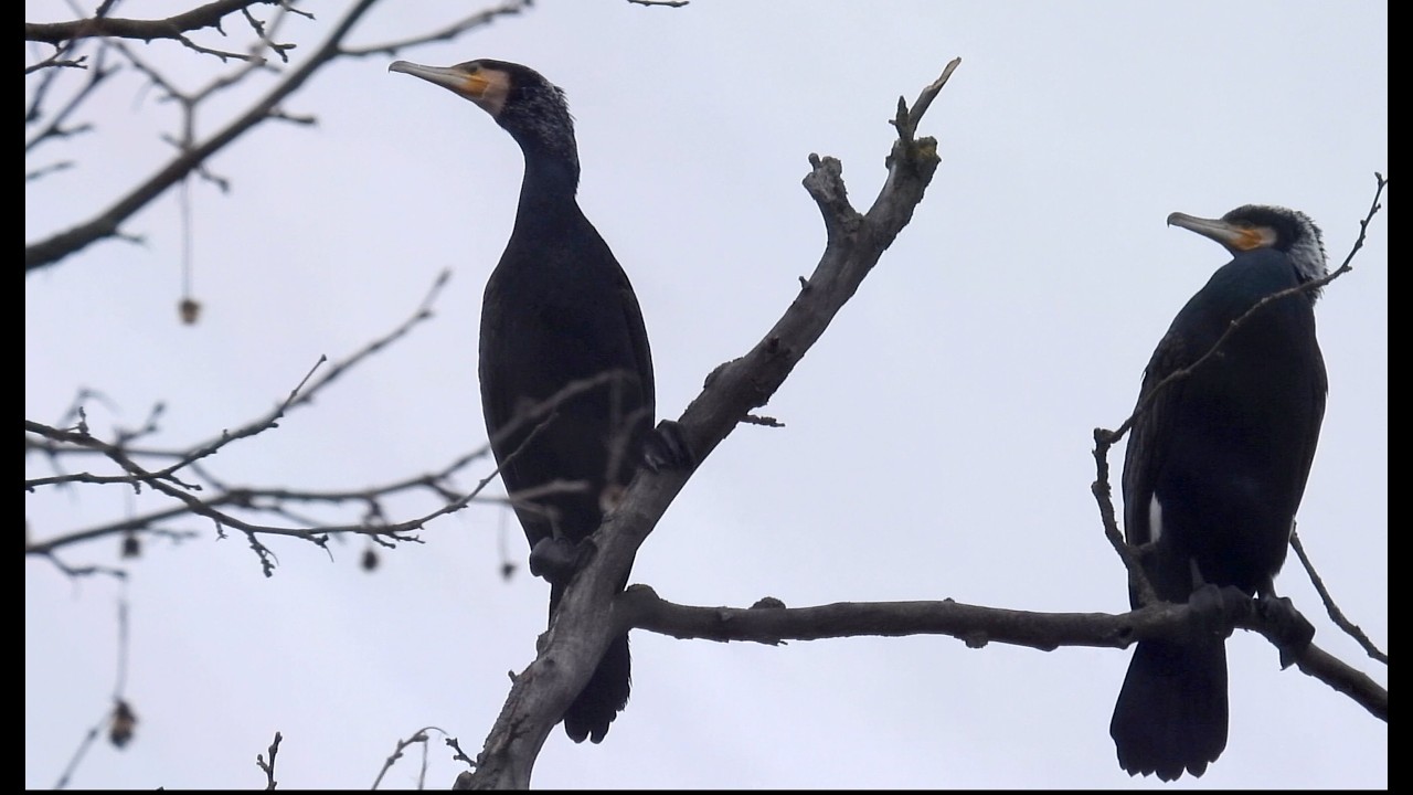 Kormorán velký, Great cormorant, Aalscholver, Cormorán grande, Grand Cormoran, Kormoran zwyczajny