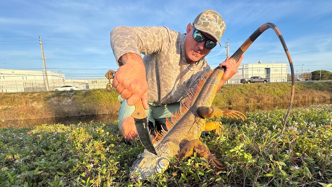 Hunting Iguanas that are Costing Tax Payers Millions (Catch & Eat)