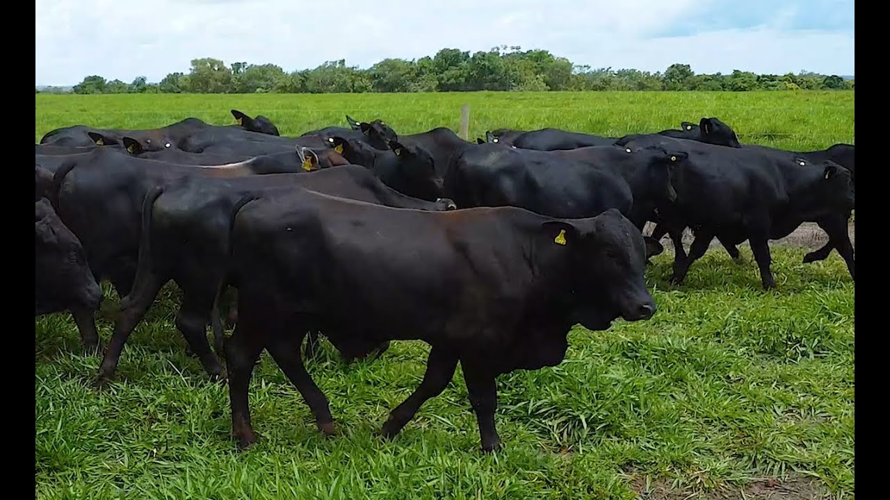 LOTE S06 - 70 GARROTES ½ ABERDEEN ANGUS 342 Kg