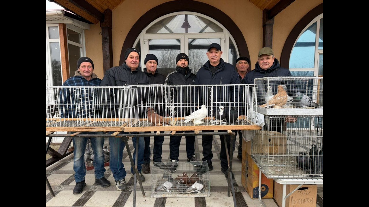 Ярмарка голубей Крым Бахчисарай 12.02.2026г.