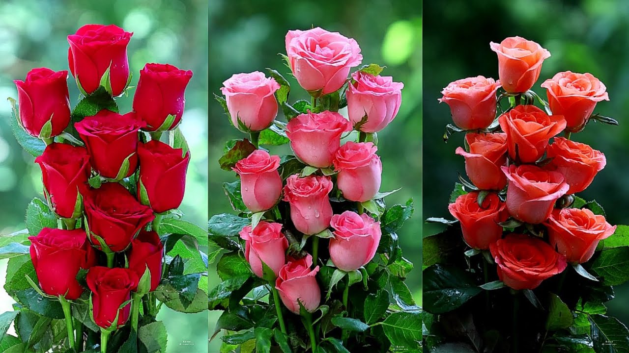 Rose Bouquets - Red Roses - Pink Roses - Yellow Roses #roses