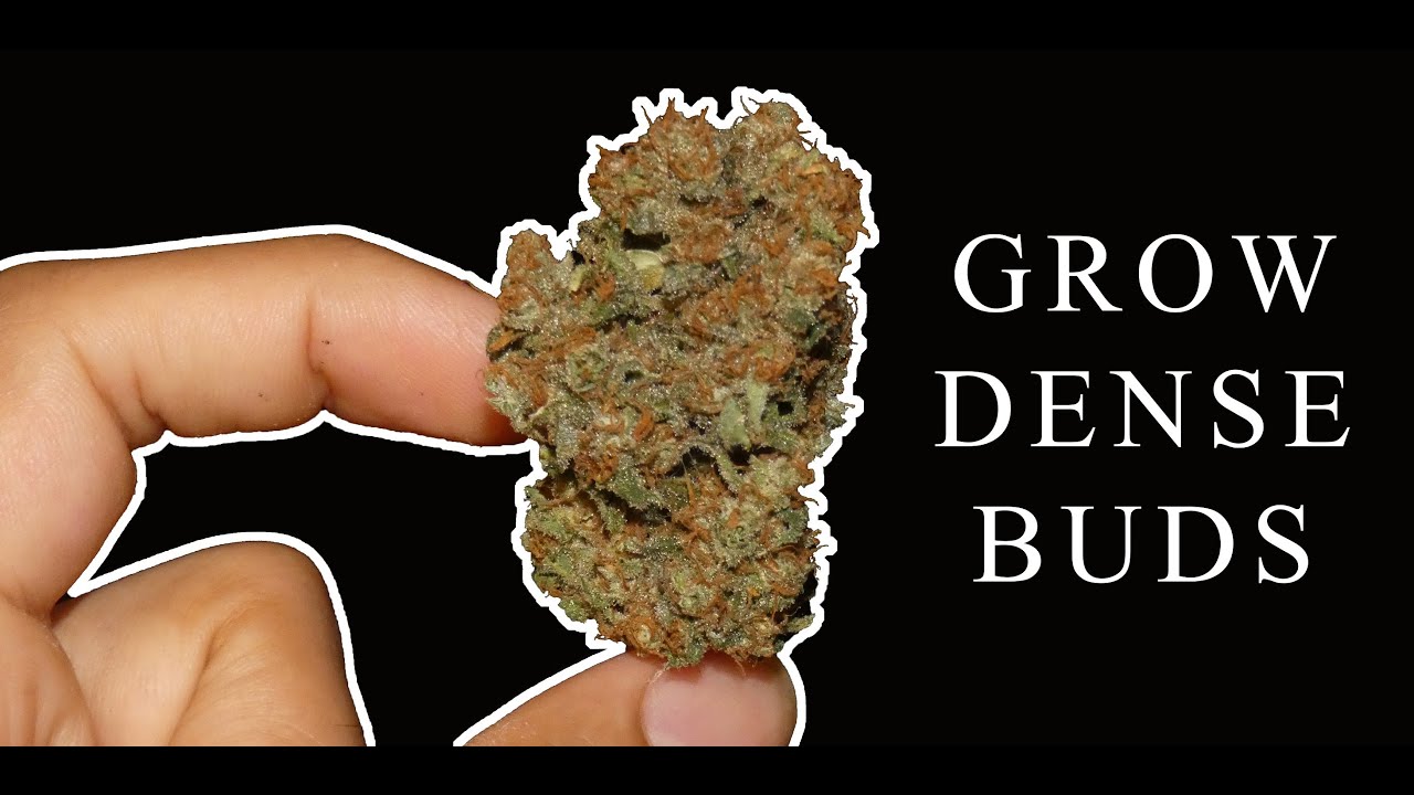 Practical Tips For Growing Denser Buds