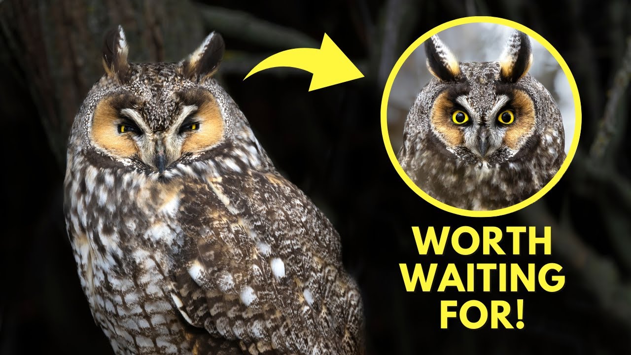 A Nice Surprise! - This Long-eared Owl Looks Right at Me