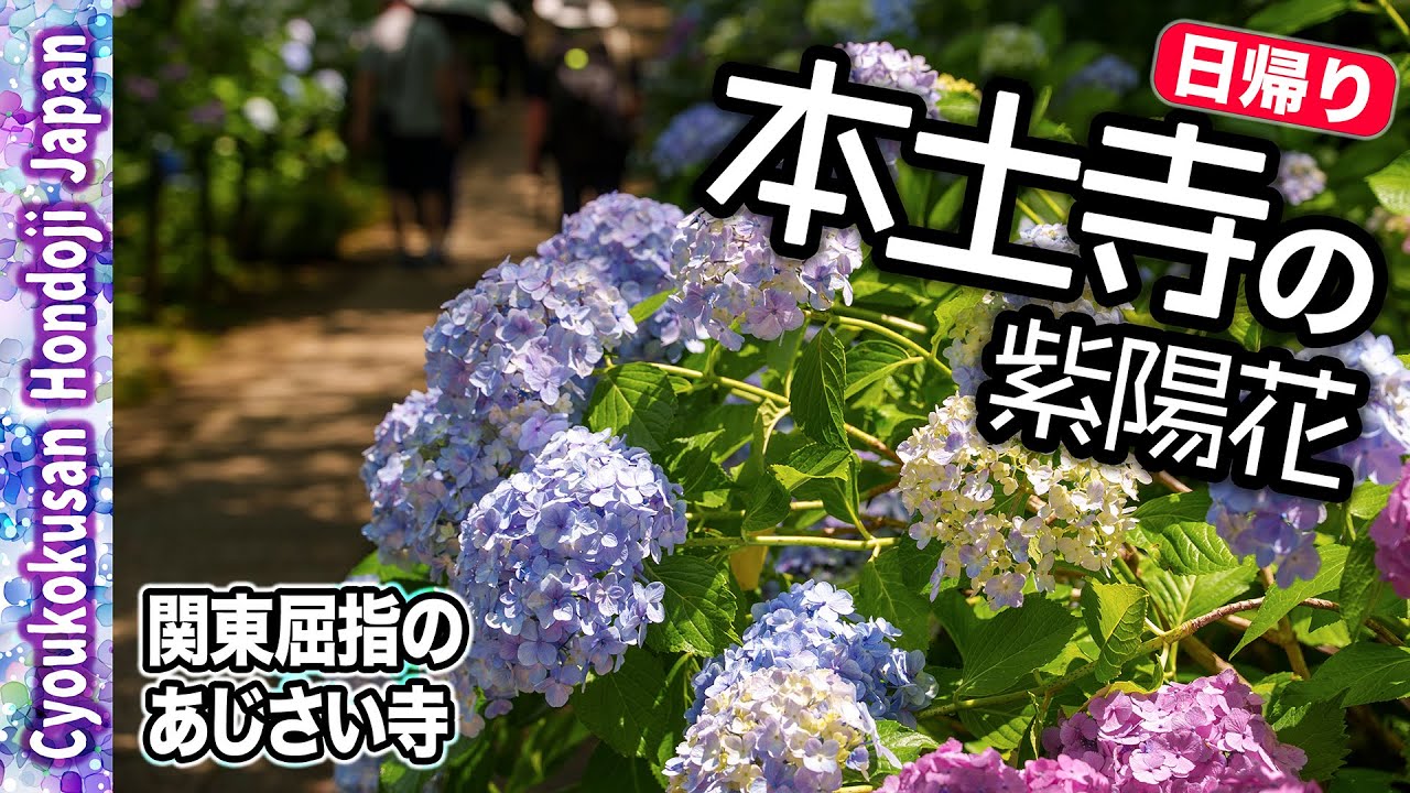 【本土寺 紫陽花さんぽ】☀️関東穴場のあじさい寺と菖蒲｜千葉・松戸