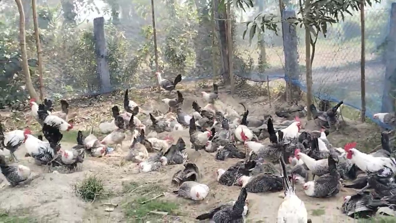 মুক্তচারণ পদ্ধতিতে মিশরী ফাওমি মুরগি পালন#agroo#farmer #farming #