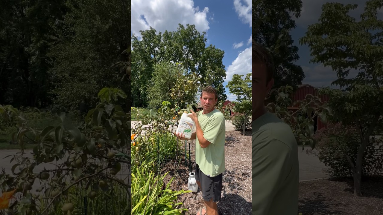How To Control Spider Mite Damage!